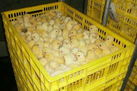 a day old duck